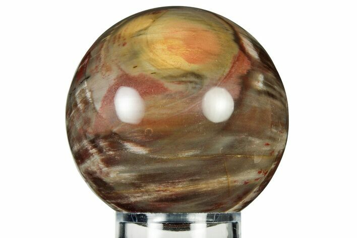Colorful Petrified Wood (Araucaria) Sphere - Madagascar #237822